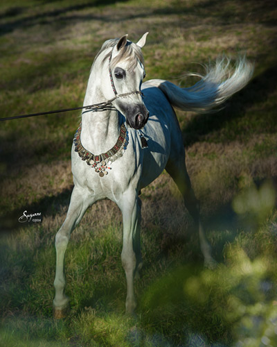 Kamal Ibn Adeed ( Al Adeed Al Shaqab x NF Bint Sajha ) 